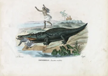 Brillenkaiman, 1863-79